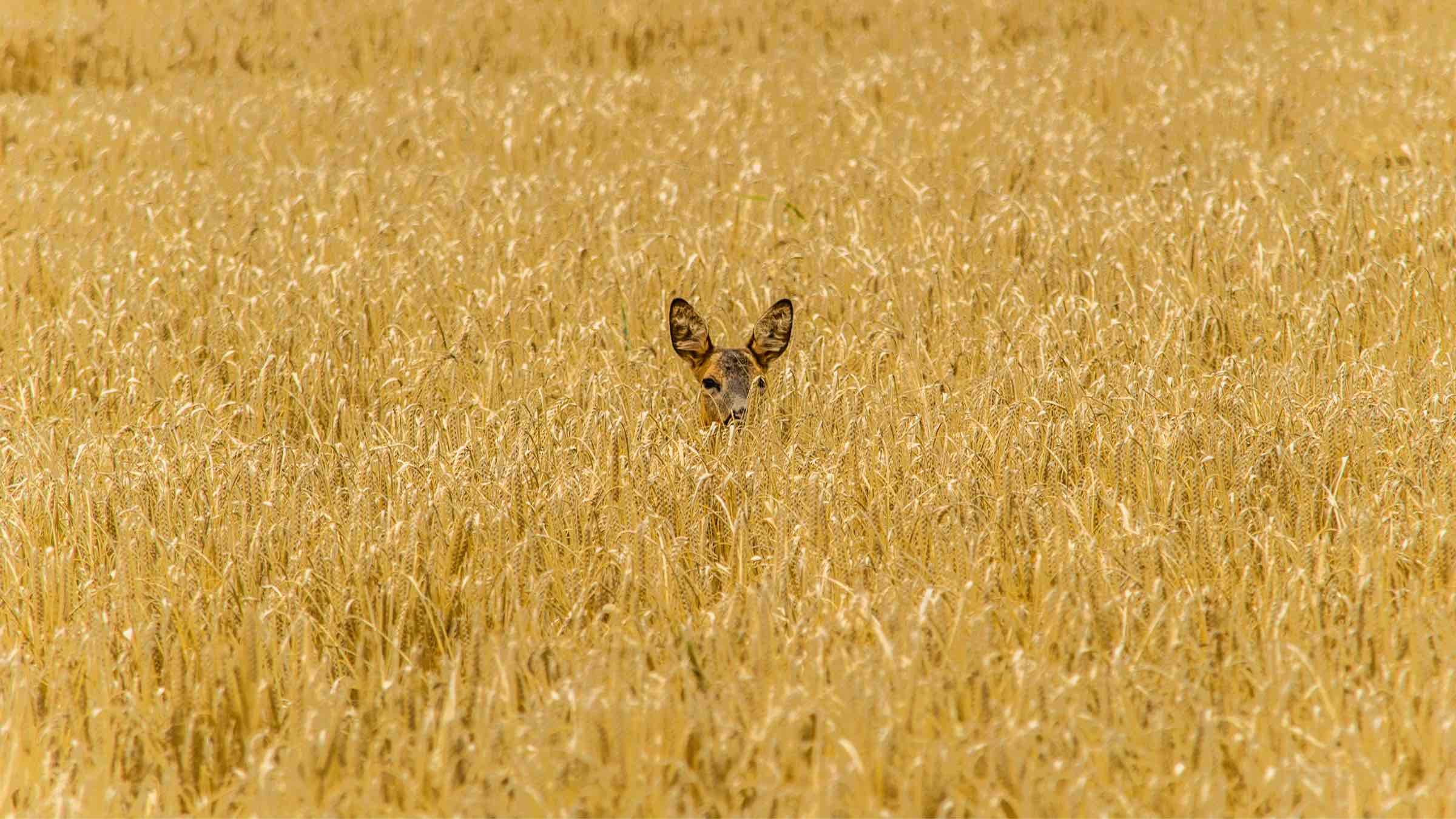 The Freedom to Face ANY Fear