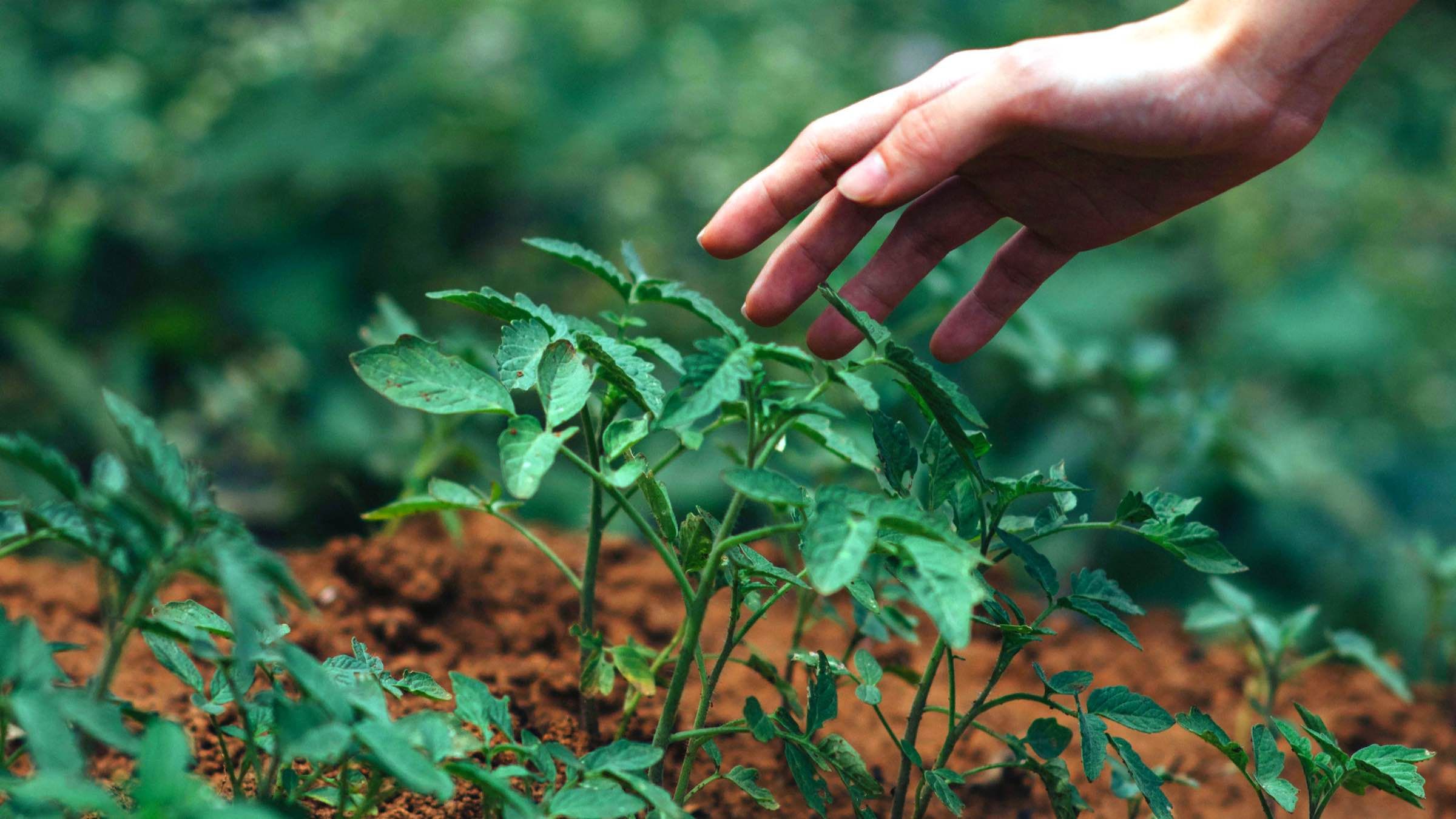 Cultivate the Garden of Faith and Nourish the Soul