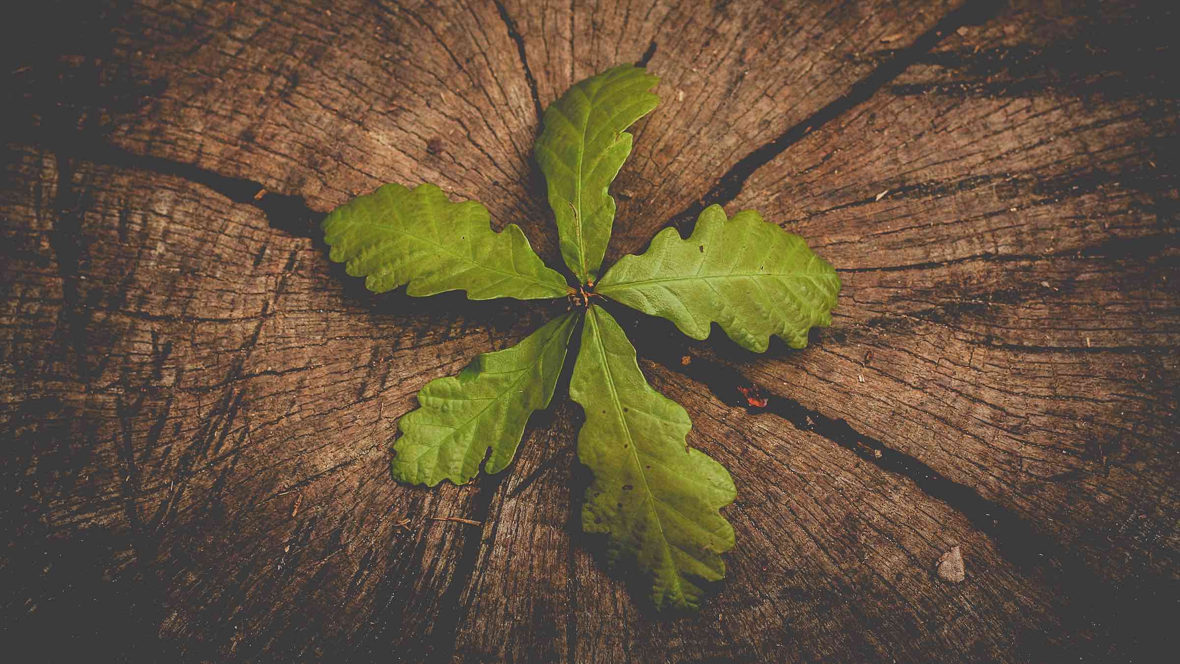 Use Negative Reactions to Help Reveal and Heal the Past