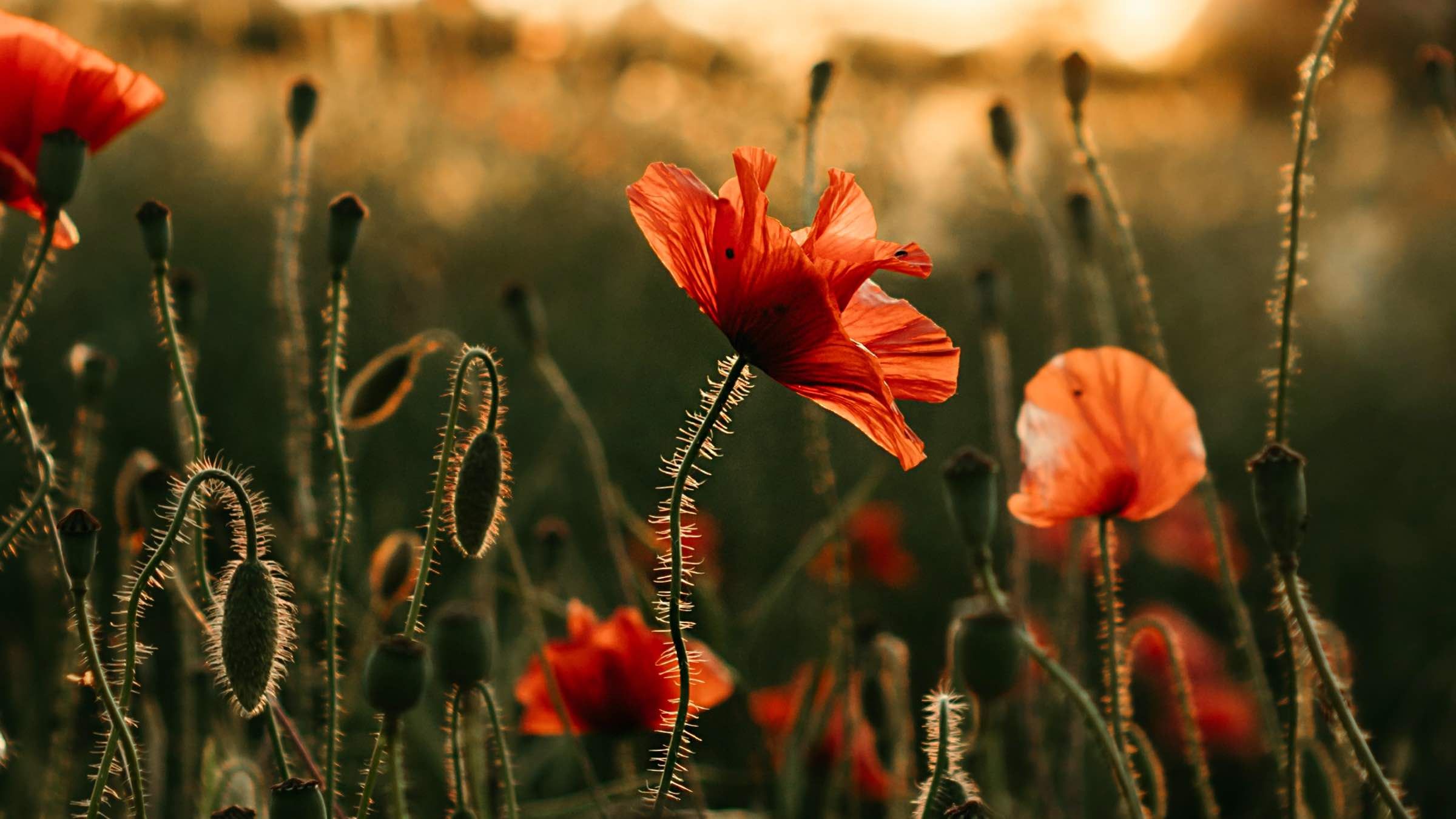 Free Yourself from the Circle of Conflict with Friends and Family