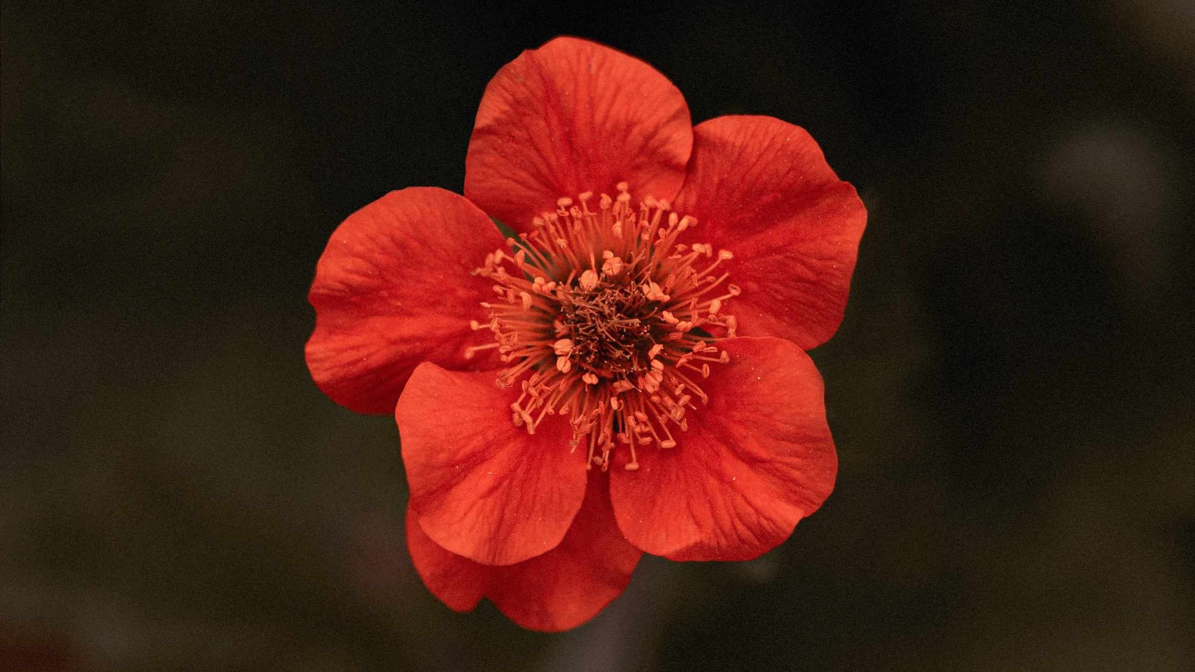 Student Q&A with Guy on 