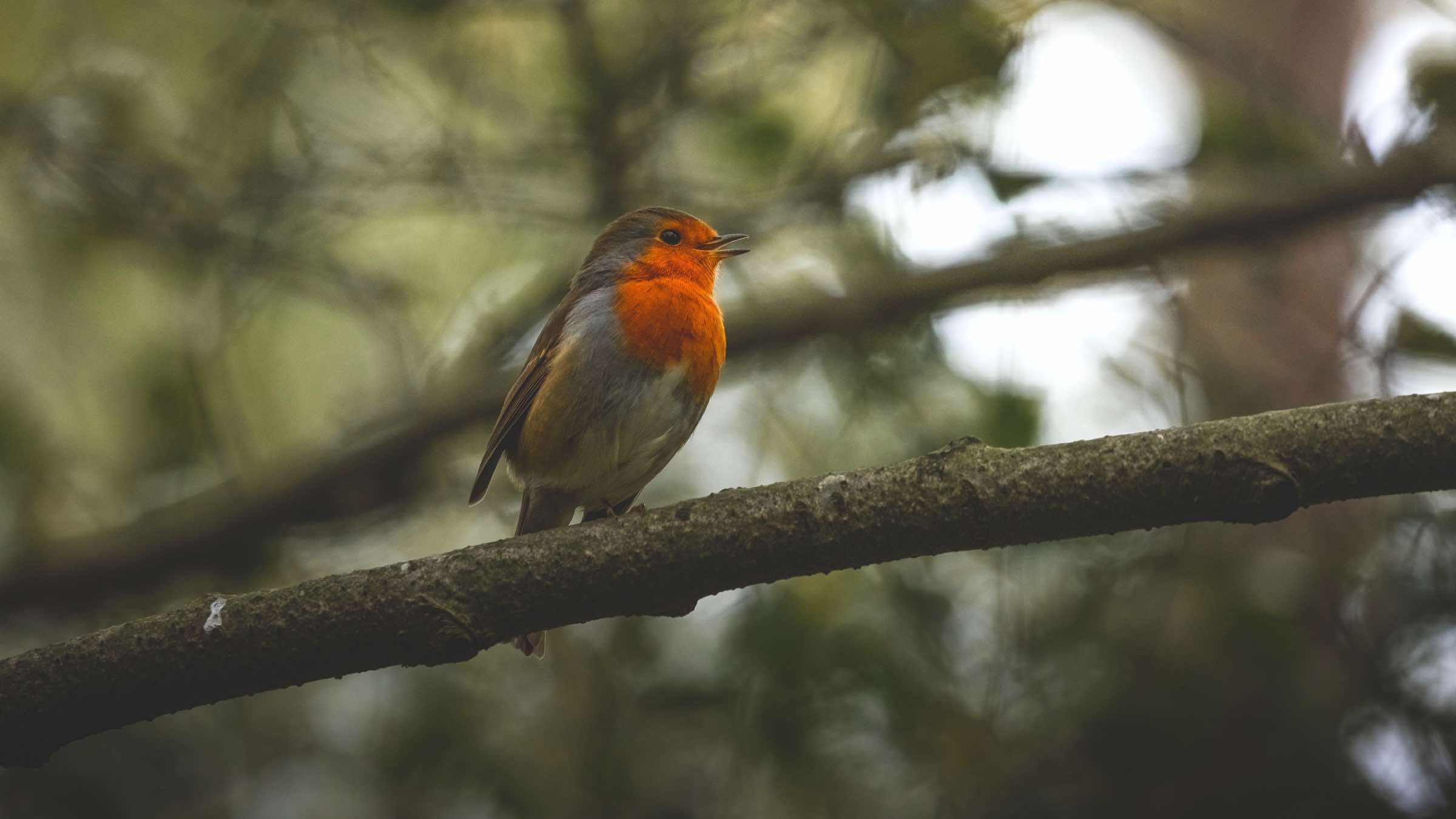 Student Q&A with Guy on 