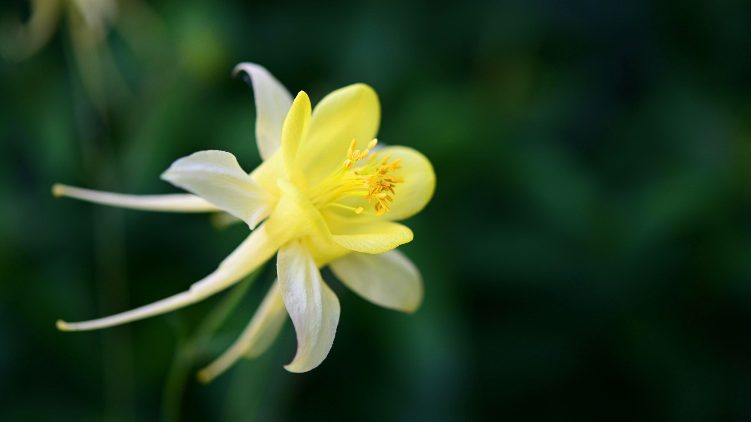 Discover the Light that Sets You Free in the Heart of Any Dark Moment