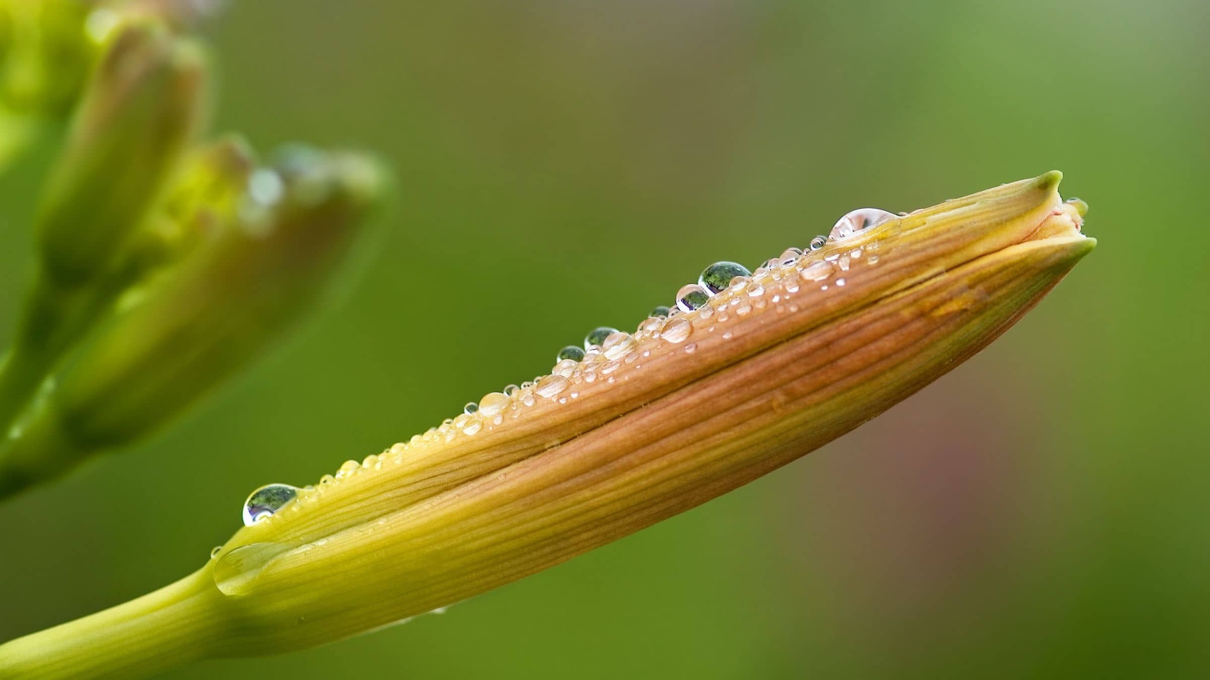 Awaken the Gift Within that Gives You a New Life