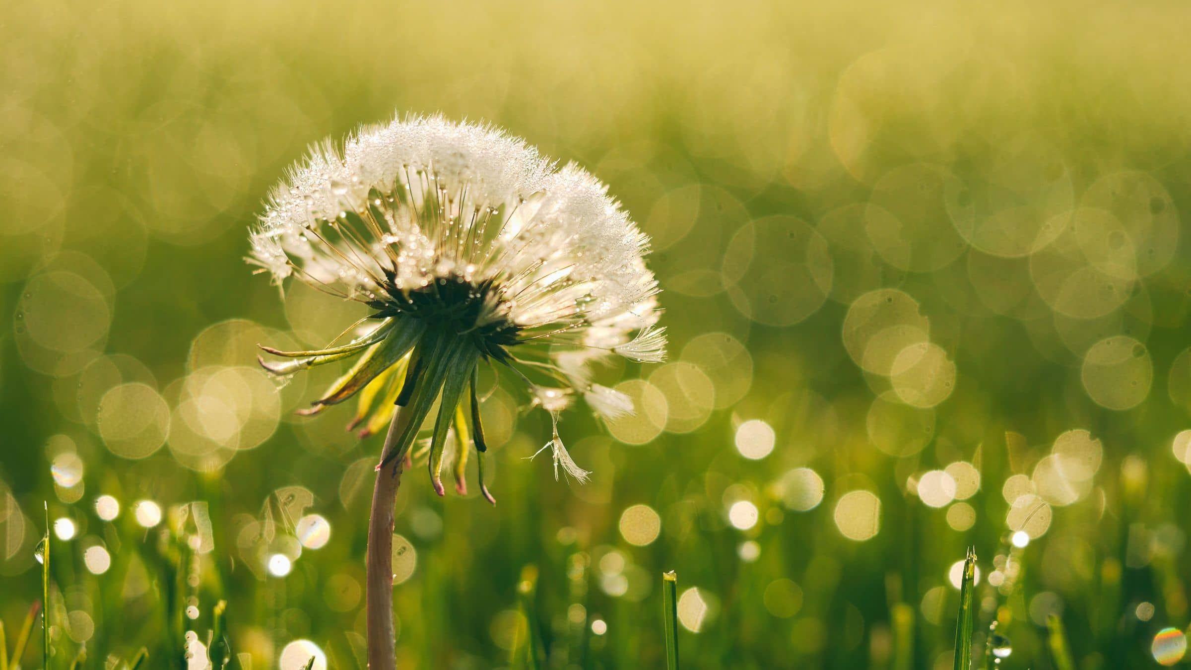 Start Planting the Seeds of Peace