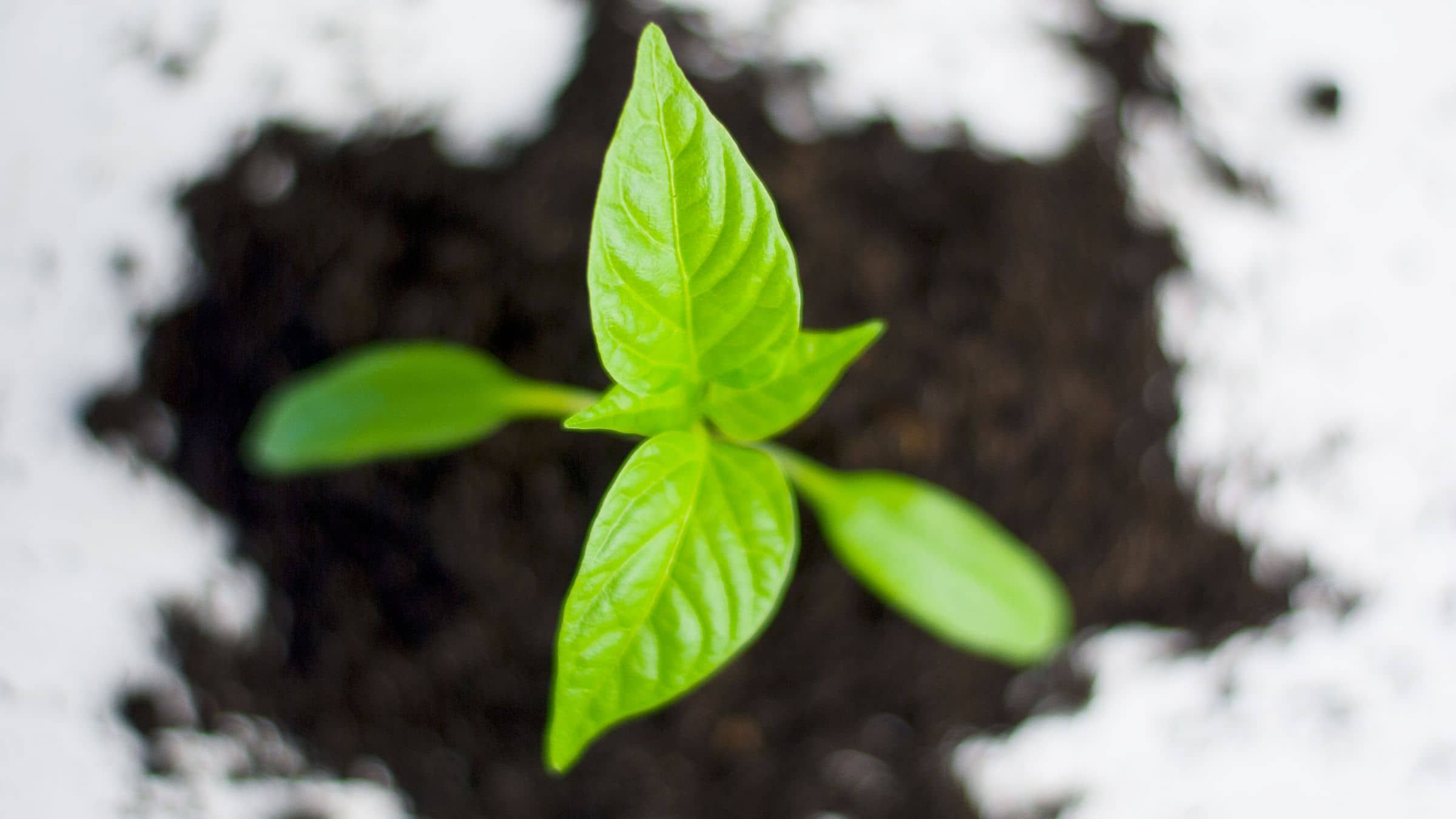 Grow Into the Greatness Within