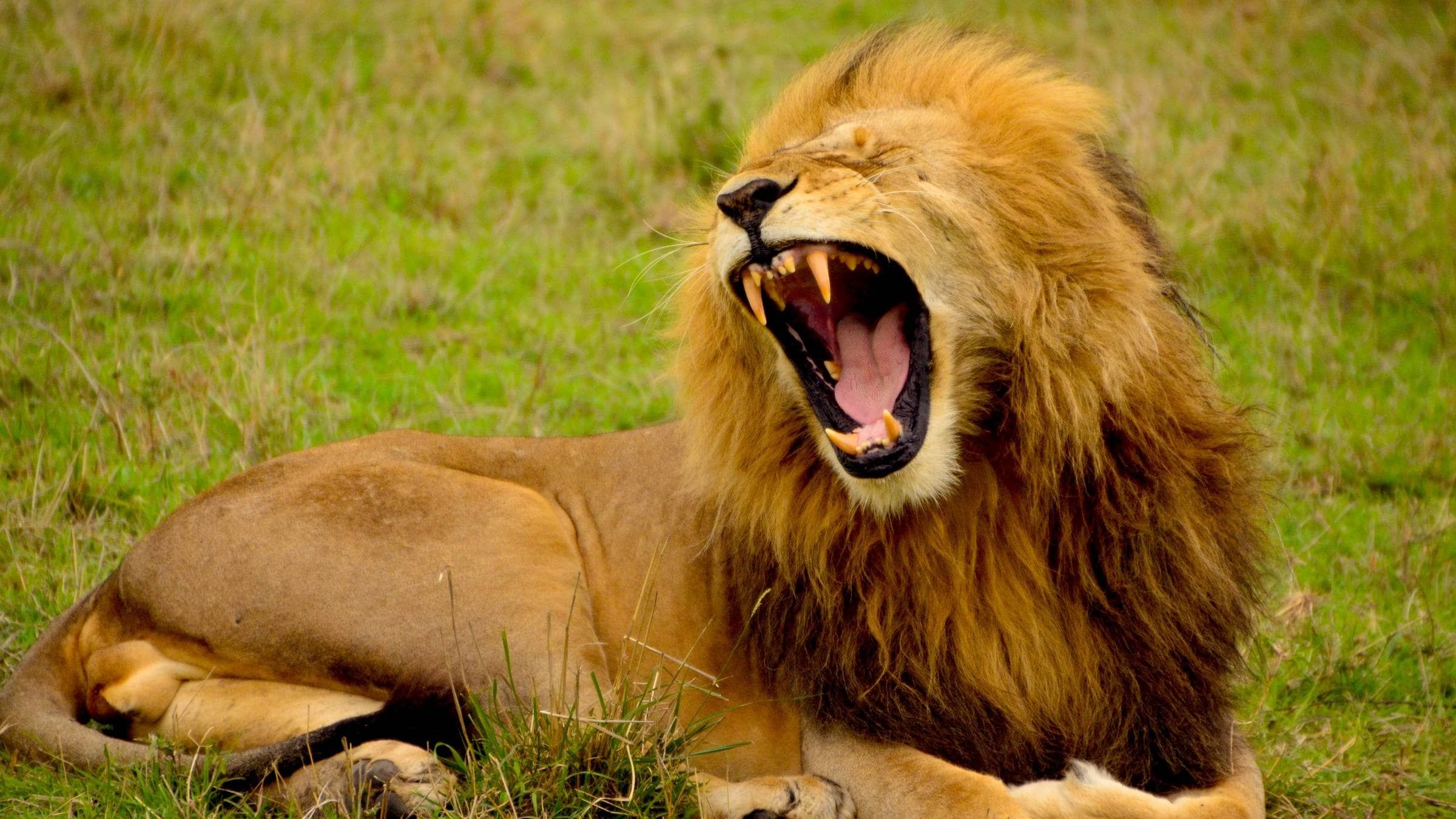 What it Takes to Be a LionHeart