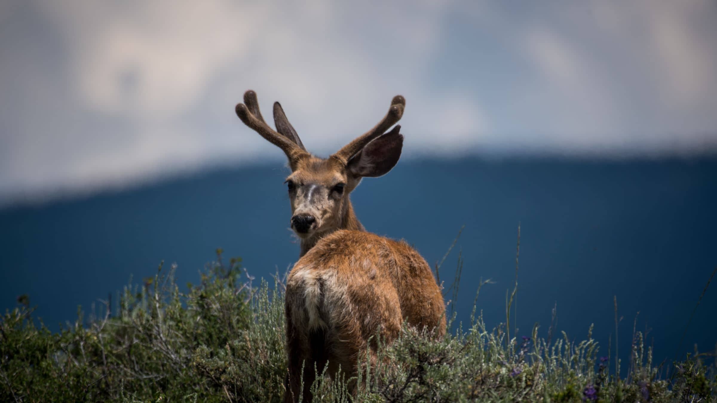 Listen to the Love That Will Awaken You