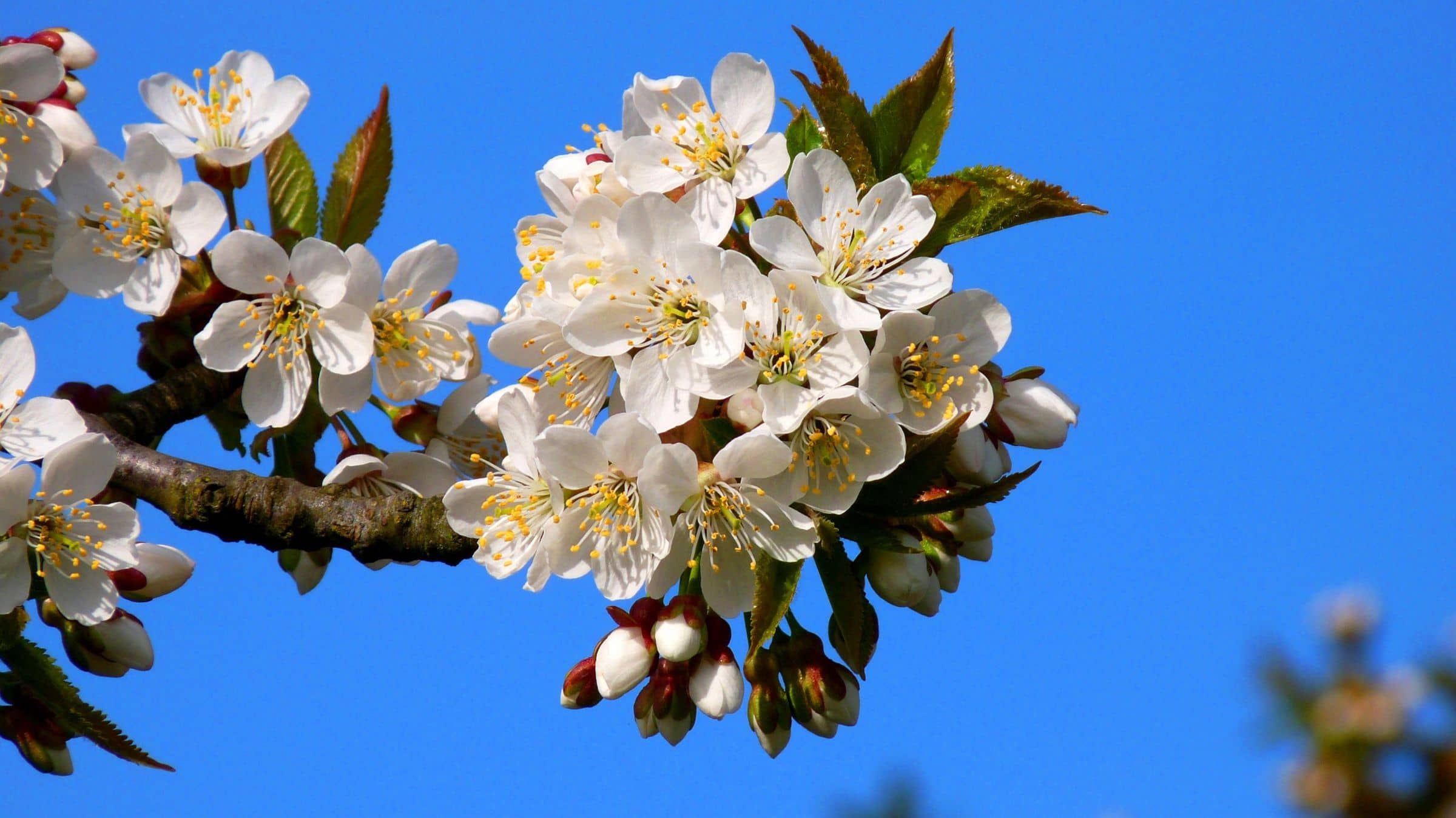 Enter the Timeless Life in the Branch of Being