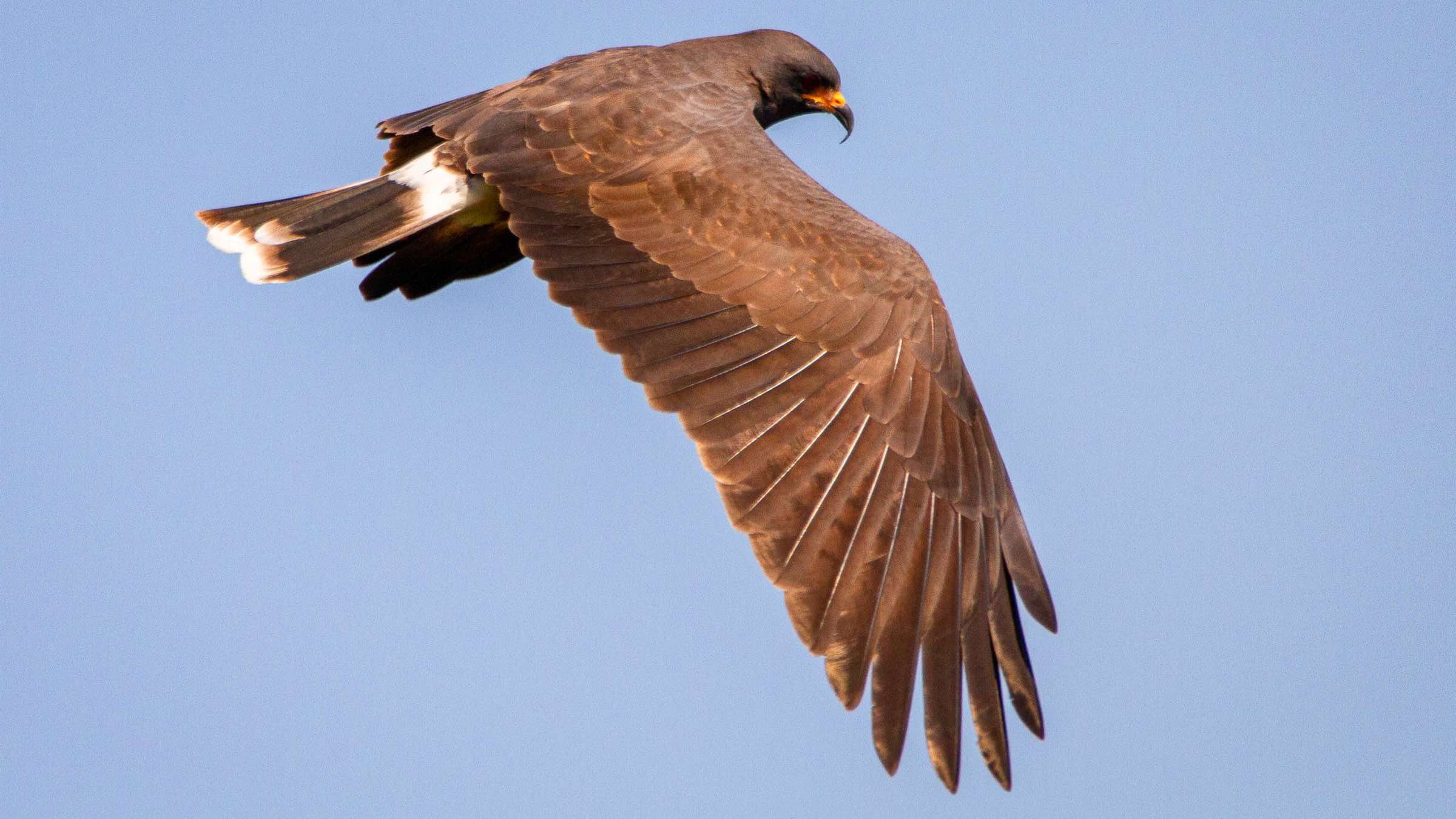 Student Q&A with Guy on 