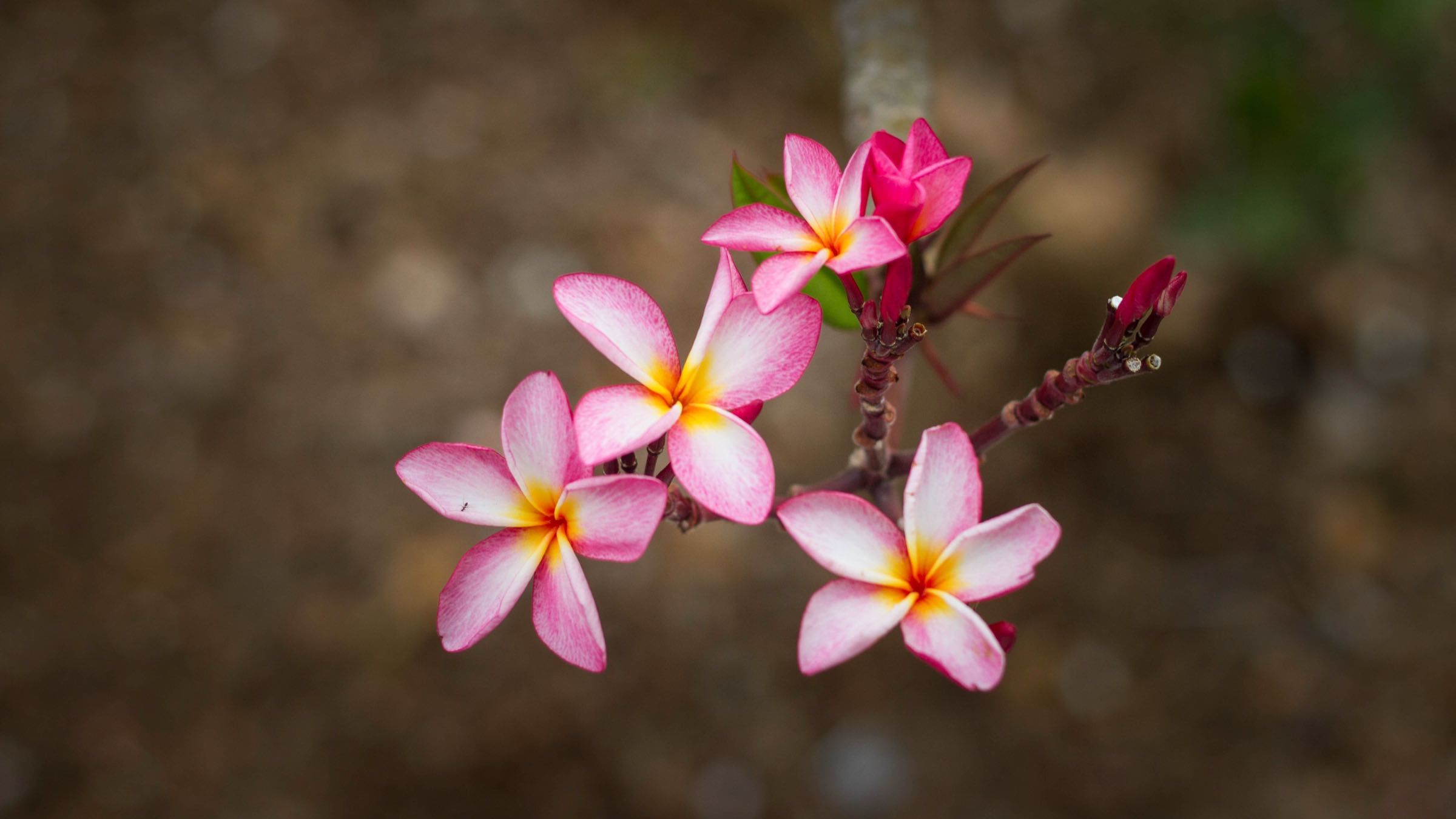 The Secret Prayer Critical for Real Self-Renewal