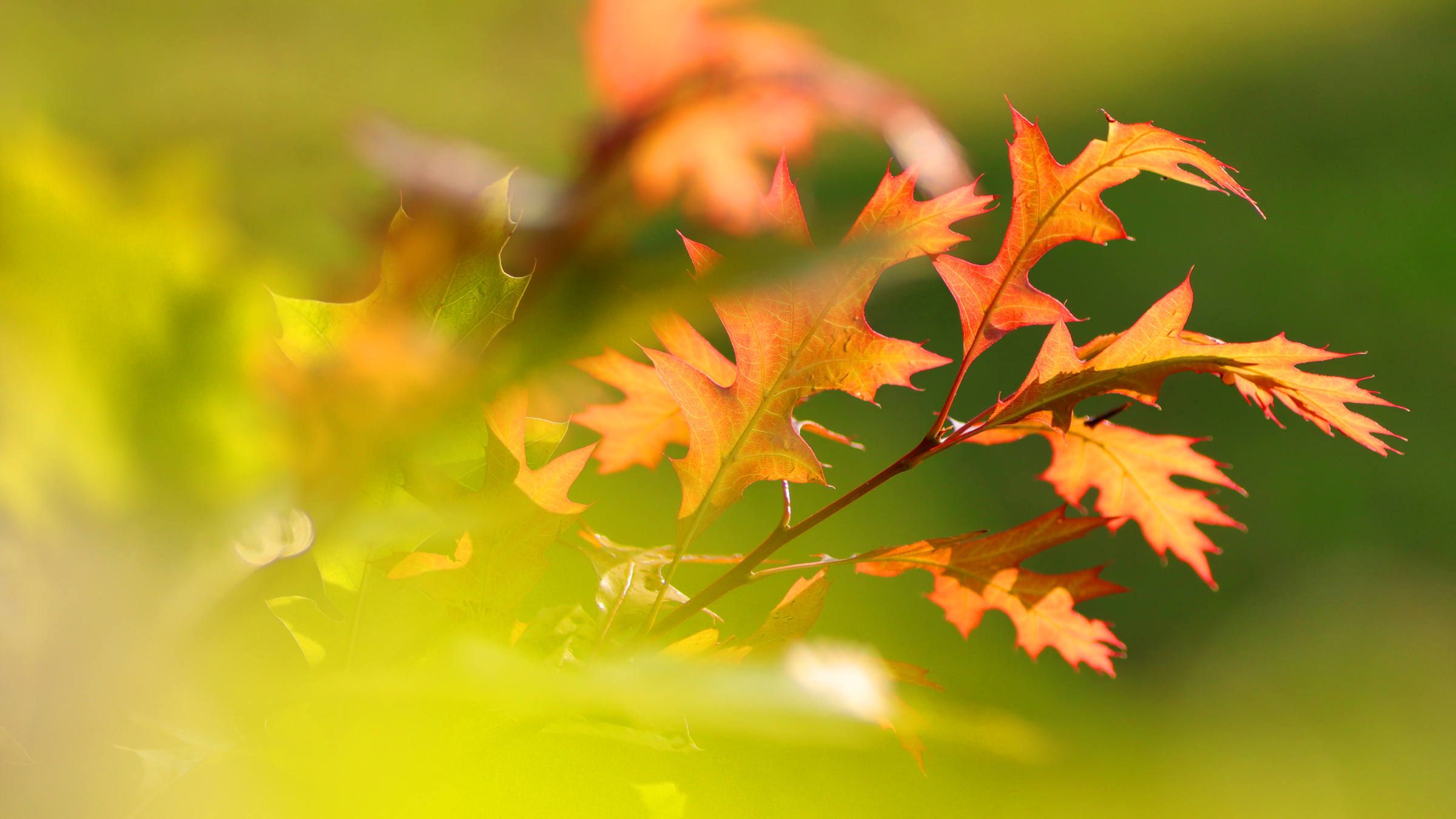 Student Q&A with Guy on 