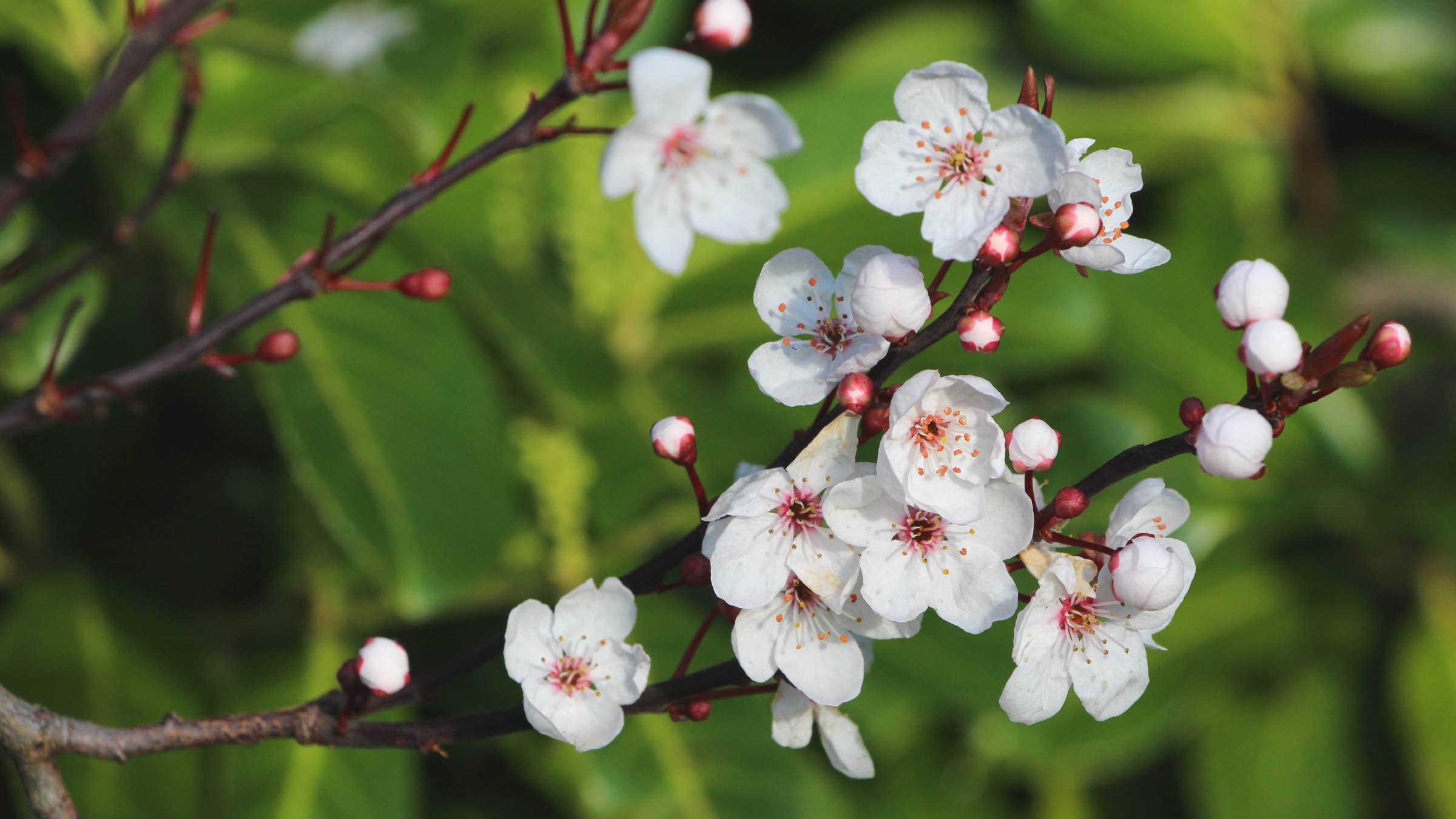 Online Study Group Meeting for Monday (4/20/2020)