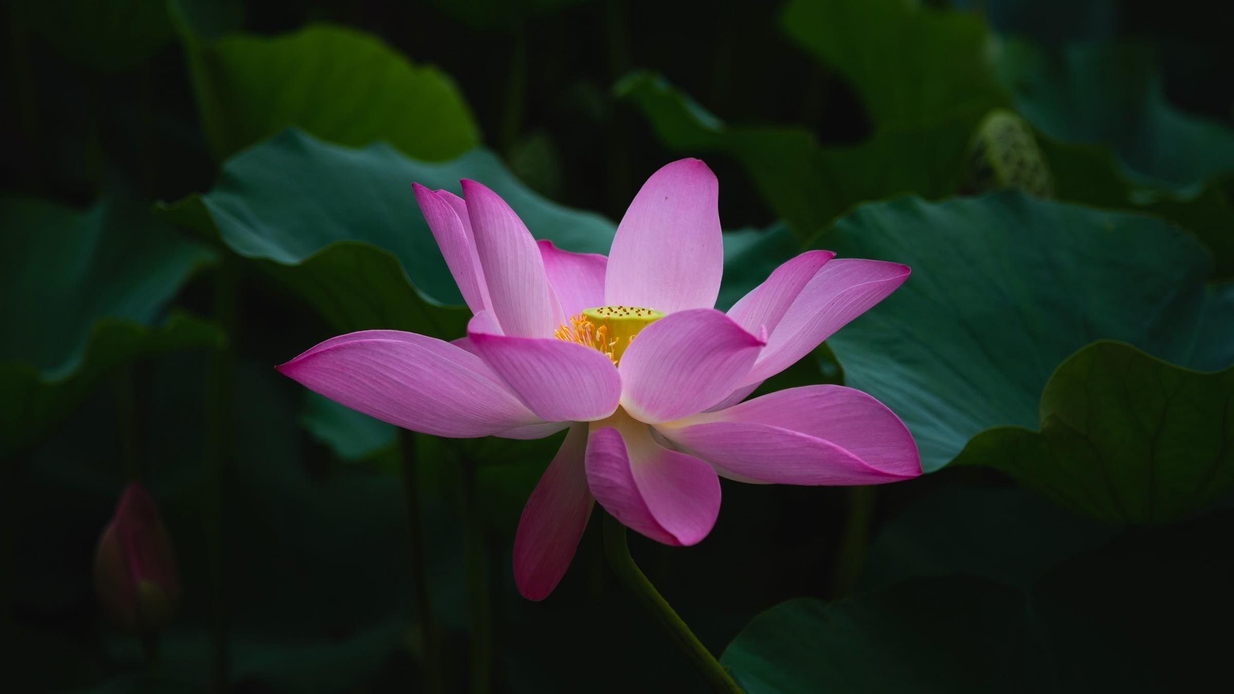 Online Study Group Meeting for Monday (8/3/2020)