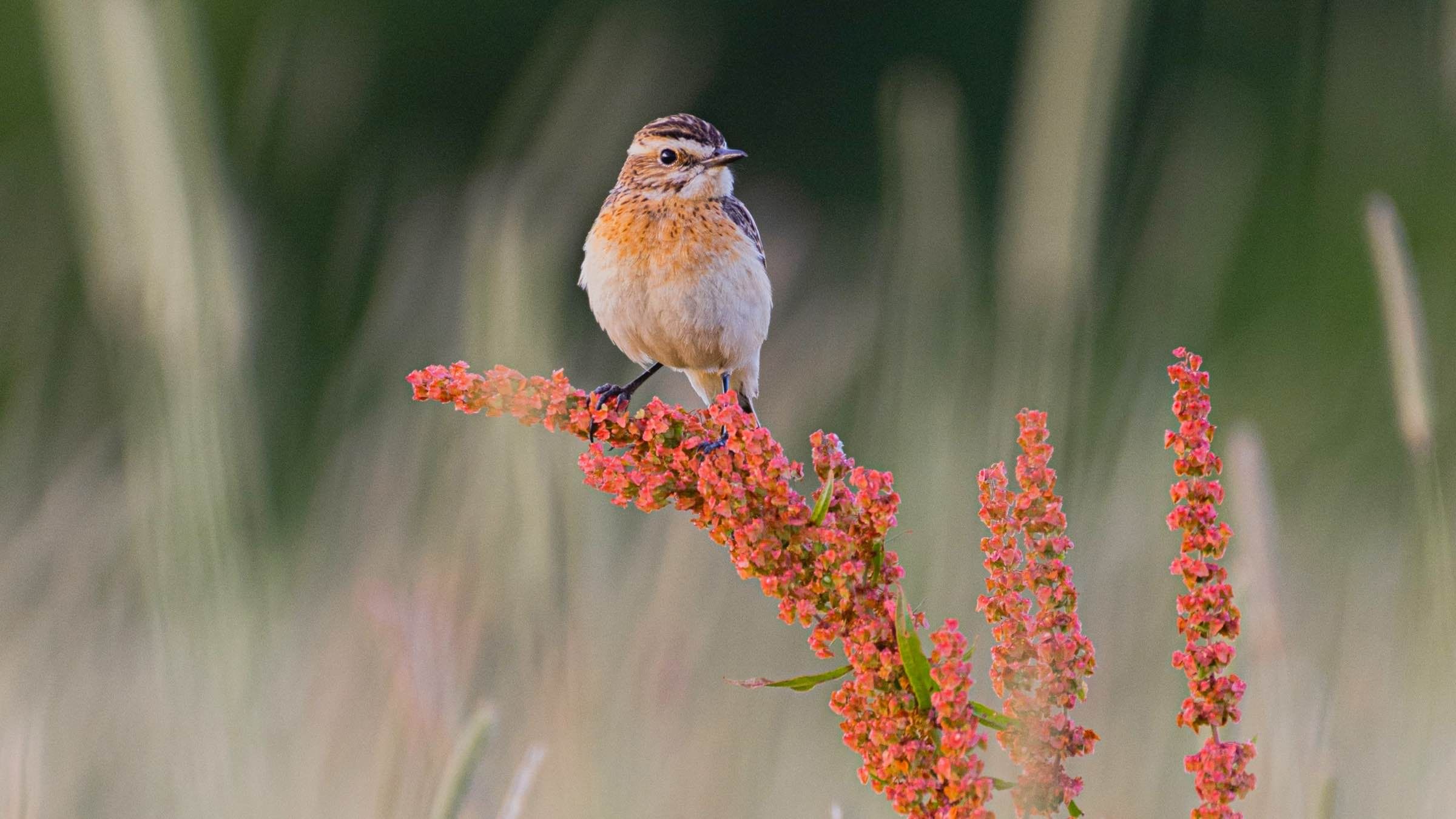 Online Study Group Meeting for Monday (8/17/2020)