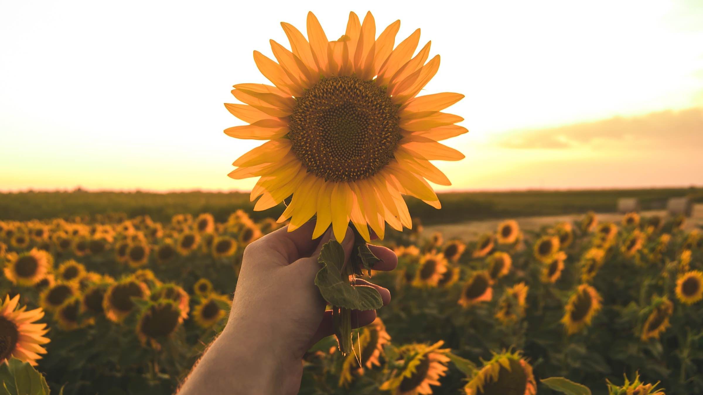 Your True Nature is the Nature of Freedom