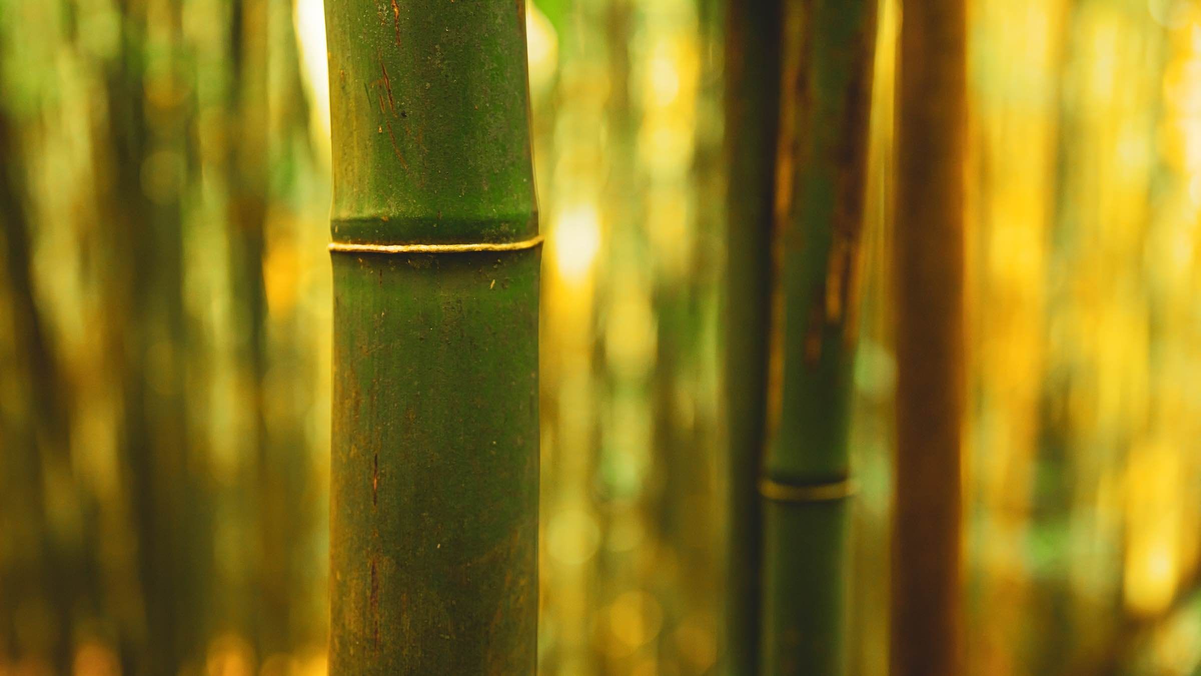 The Lost Secrets of Healing Your Heart, Mind, and Soul