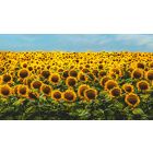 Watch How Fear Fades as Your Patience Grows