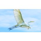 One Seeker, One Search, and One Sacred Intelligence