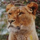 The Essential Laws of Fearless Living