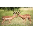 When You Enable Others You Breed Conflict in Yourself