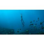 Awaken to a Higher Order of Will and Let it Set You Free