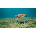 Student Talks on "The Wisdom You Need to Rise Above Painful Negative Reactions" (4/2/21)