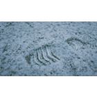 The Pearl of Great Price