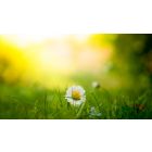 The Path to Perfect Impersonal Love