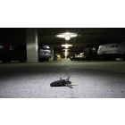 Your Inner Victory Conquers All