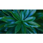 Student Q&A with Guy on "Go Beyond Painful Limitation to Realize Fearless Being" (6/30/21)