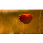 Move from the Mental How into the Spiritual Now