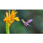 I Don't Have to Listen to Fear