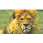 You Can Conquer Any Condition