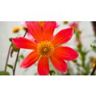 Student Q&A with Guy on "Set Down Your Struggles and Be... Free" (9/27/23)