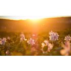 Welcome the Light that Liberates You