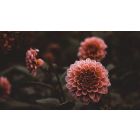 Online Study Group Meeting for Monday (2/15/2021)