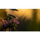 Practicing the Presence of Peacefulness