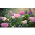 Student Q&A with Guy on "Go Beyond Painful Limitation to Realize Fearless Being" (6/30/21)