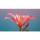 Everything Is Already a Part of Your Consciousness