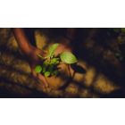 Plant the Seeds of a New Self