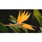 Student Q&A with Guy on "Go Beyond Painful Limitation to Realize Fearless Being" (6/30/21)