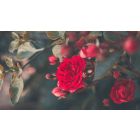 Dare to Slow Down Your Life