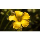 Move from the Mental How into the Spiritual Now