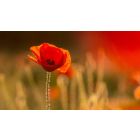 5 Ways to Help You Choose What You Really Want