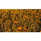 Make the Exchange that Helps You Grow Free