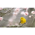 Open Yourself to the Transformative Power of Spring