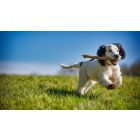 Desire Can Never Know Lasting Contentment