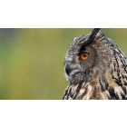 Move from the Mental How into the Spiritual Now