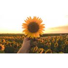 Your True Nature is the Nature of Freedom